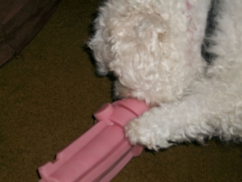 Dog Toy fleshlight